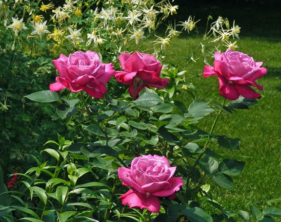 Angel Face photo af2013_06090008_zps58b63980.jpg